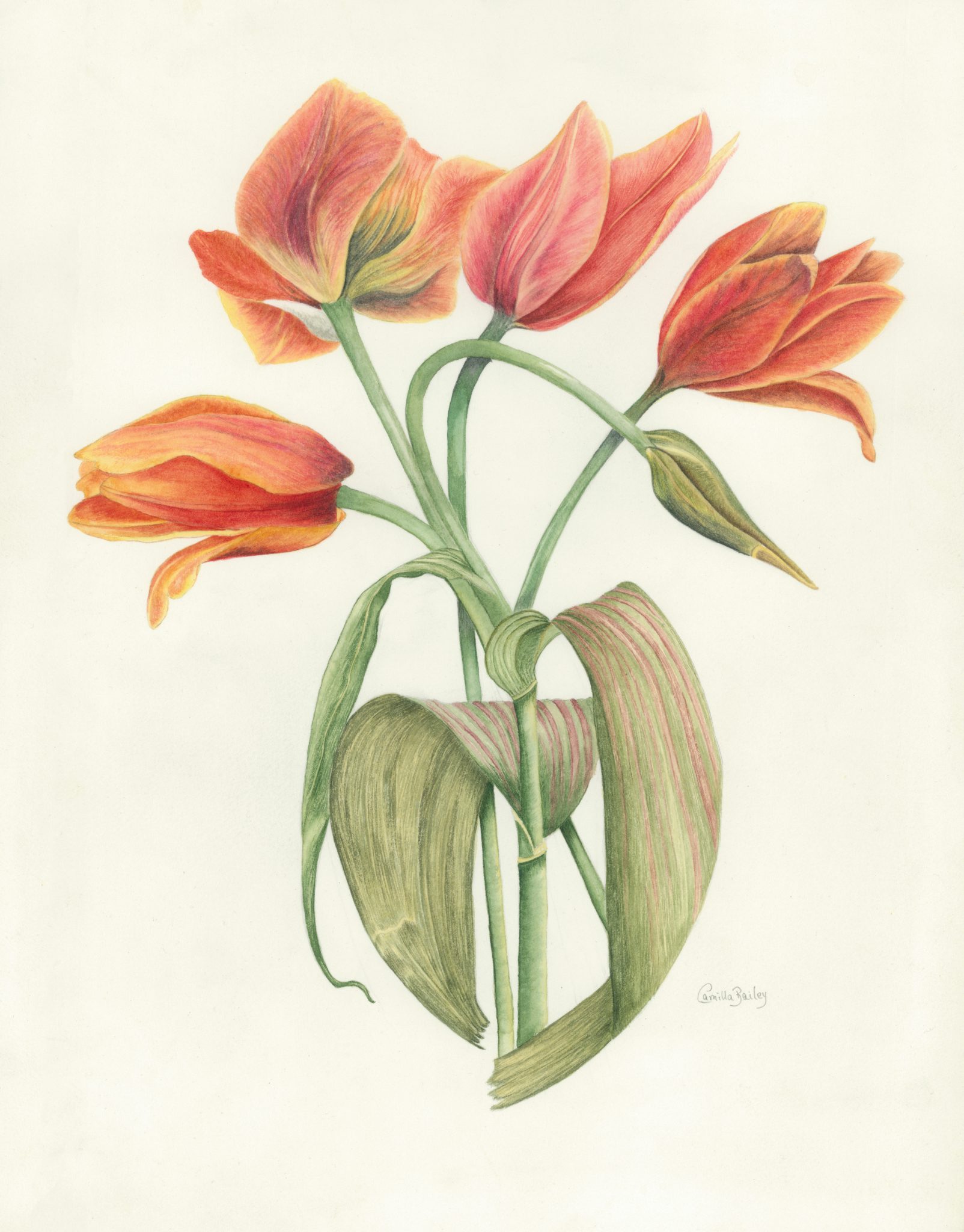 Home - Camilla's Botanical Art Cards