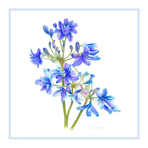 AGAPANTHUS praecox-orientalis Greeting Card