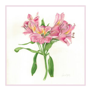 ALSTROEMERIA pelegrina