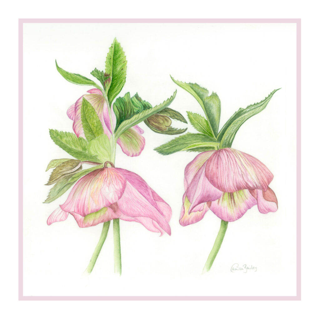 HELLEBORUS STERNII Christmas Rose