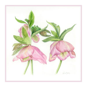 HELLEBORUS STERNII Christmas Rose