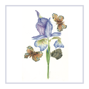 IRIS (Sibirica) Perrys Blue with butterflies