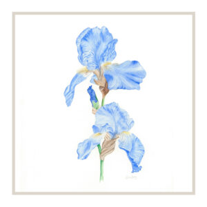 IRIS Bearded Blue Drift