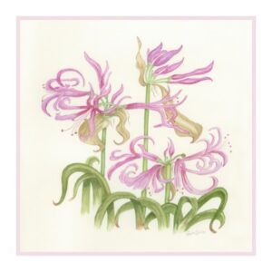 NERINE-bowdenii