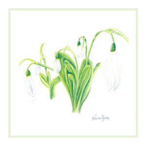 Galanthus elwesii, SNOWDROP Ruth Birchall