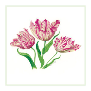 TULIP Palestrina