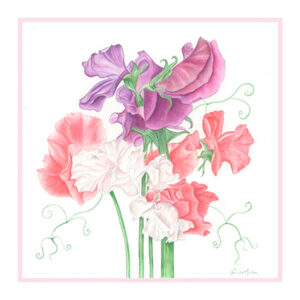 LATHYRUS ODORATUS Sweet Pea